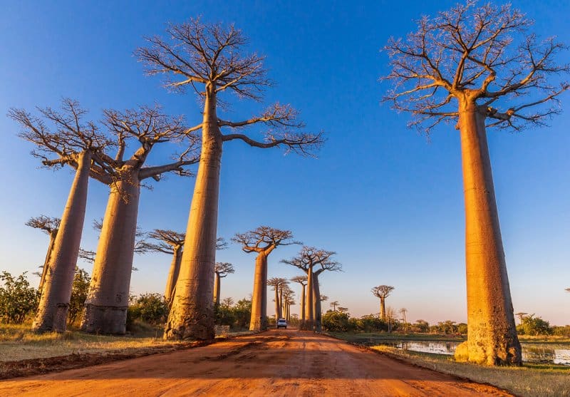 خیابان بائوباب- ماداگاسکار